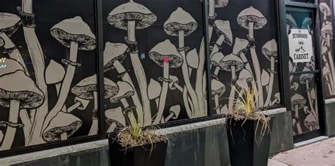 the mushroom cabinet hamilton